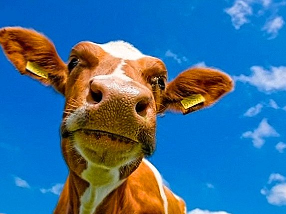 Vache à lait: comment nourrir un animal