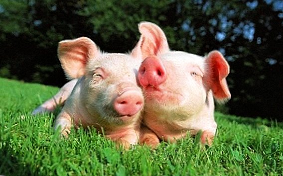 国内の豚の飼育：高い結果を得るためにどこから始めるべきか？