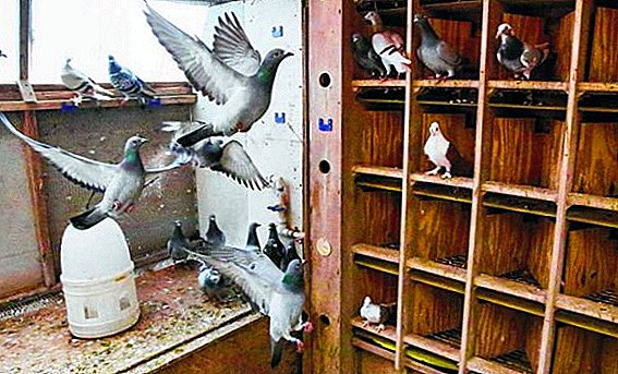 Pigeons domestiques: les meilleures races, entretien et alimentation
