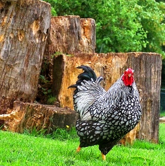 Wyandot الدجاج: مزيج من الجمال والإنتاجية