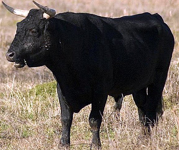 "Kính gửi sự hài lòng": Con bò đực ưu tú nhất thế giới đã được bán cho cố vấn Donald Trump