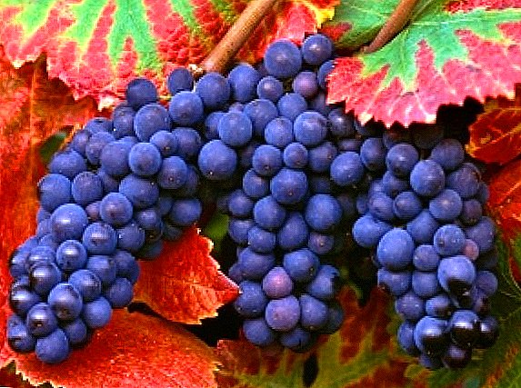 Achievements of amateur selection of grape crops: varieties EG Pavlovsky