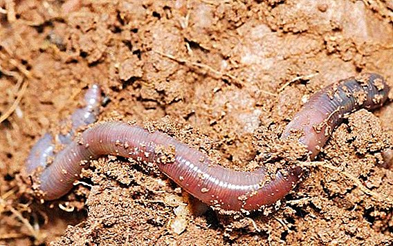 Regenwormen in onze tuinen: nuttige eigenschappen, fokken
