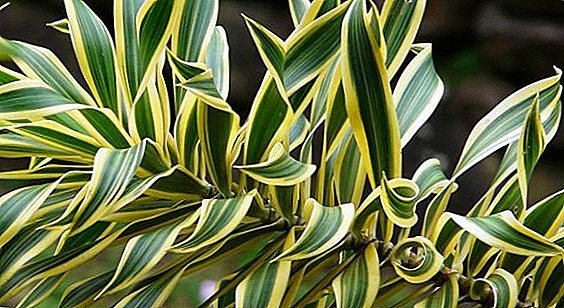 Dracaena deremskaya: useful properties and features of home care