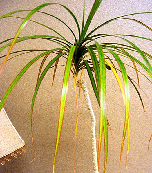 Dracaena: causes of yellowing and leaf fall