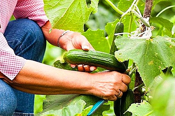 Vinaigrette au concombre: comment fertiliser un légume