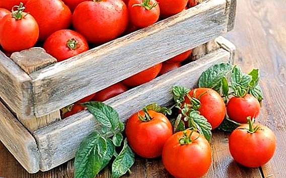 Pärm tomatite väetisena