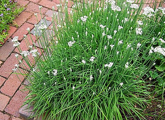 Scented branched onion Dzhusay: rules of planting and care
