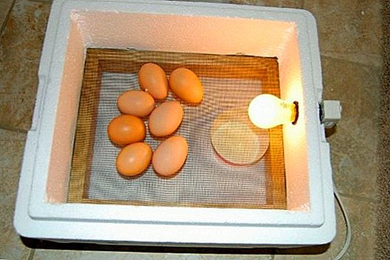 Two options to make an incubator at home: simple and complex