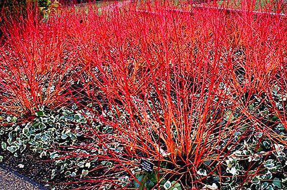 Dören rojo - arbusto brillante en el diseño del paisaje