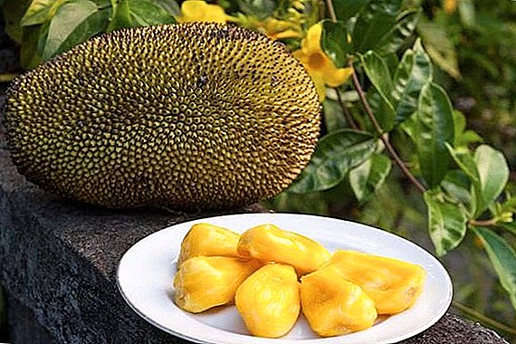 Jackfruit: what is and how to eat - taste and its beneficial properties