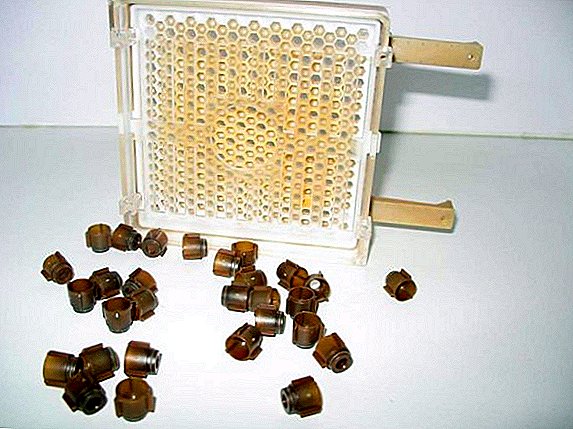 Dzhentersky favo de mel na apicultura: instruções para a retirada de rainhas