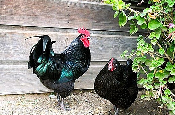 Džinovski dres - američka piletina