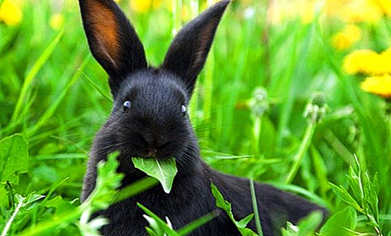 Os coelhos comem bardanas?