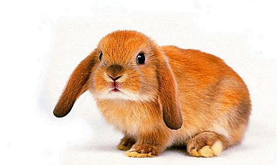 Có phải thỏ ăn thỏ?