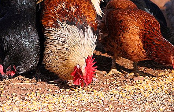 As galinhas comem camadas de aveia e como dar corretamente
