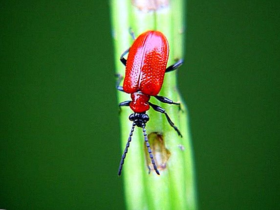 Effective control of red beetles on lilies