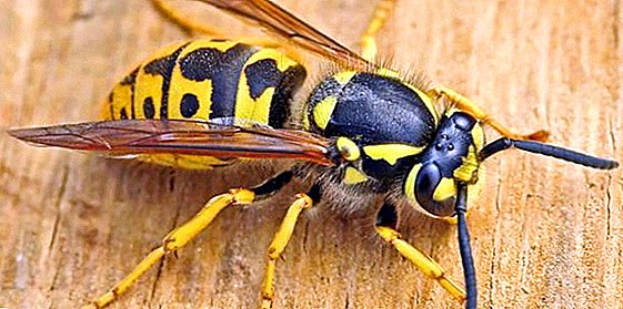Effective control of wasps