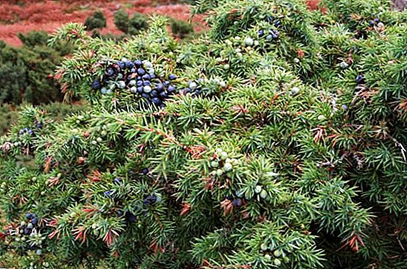 Effective methods to combat juniper pests and diseases