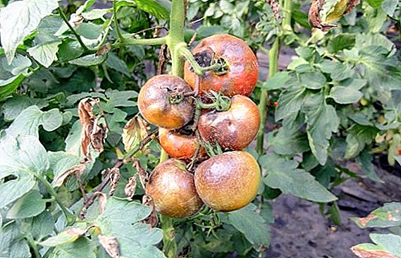 Effektiva folkmekanismer för sen sköljning på tomater