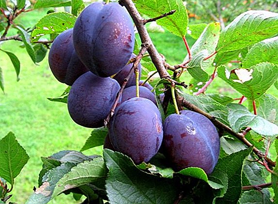Effective ways to control pests plums