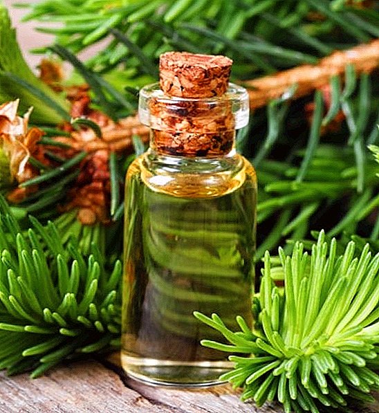 Pine essential oil: healing properties and application