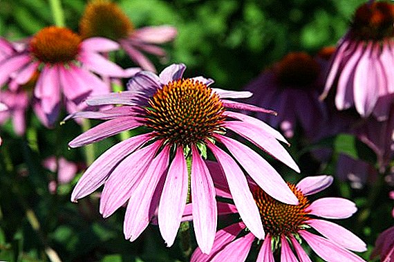 Echinacea: use, therapeutic properties and contraindications