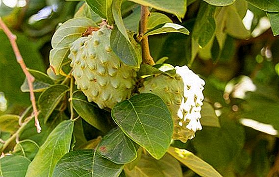 Esotica frutta unica Annona: coltivazione, composizione, utilizzo