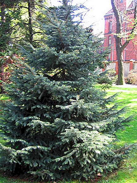 Ялина Енгельмана (Picea Engelmannii)