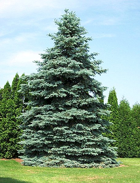 Spruce barbed glauka: characteristics, cultivation agrotechnology