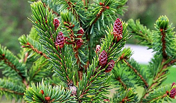 Serbian spruce: how to grow on your plot