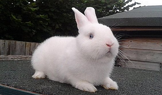 Rabbit encephalosis: how manifested, how to treat, is it dangerous to humans