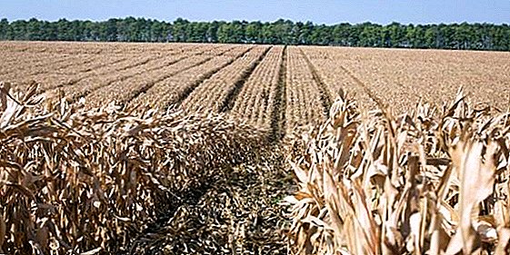 Uni Eropa berencana mengurangi kuota untuk pasokan bebas pajak jagung Ukraina