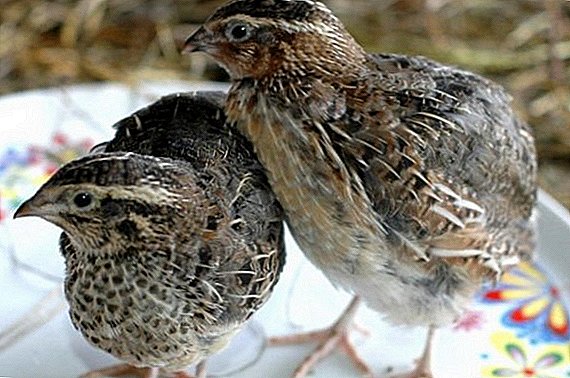 Estonian quail: description, characteristics and content rules