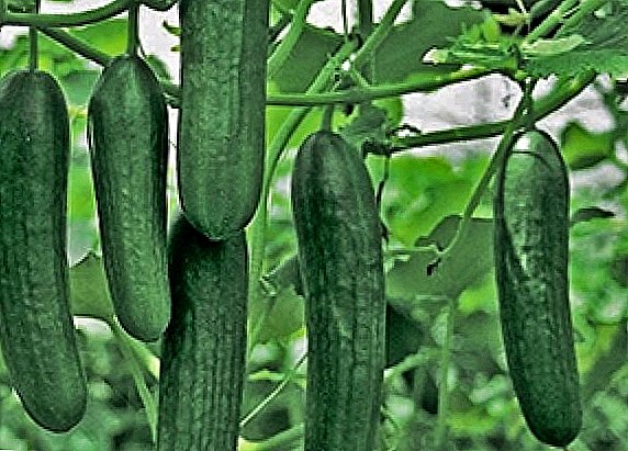 This is something new: Parthenocarpic cucumbers