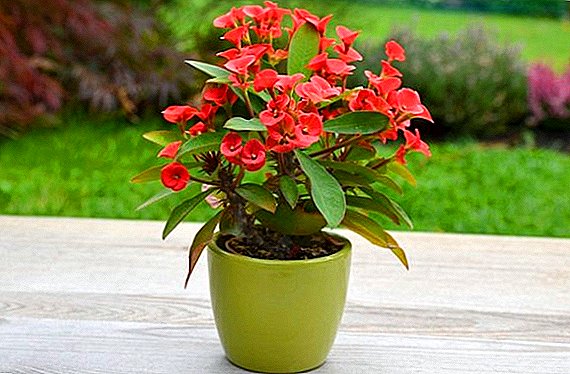 Euphorbia: วิธีการดูแลที่บ้าน