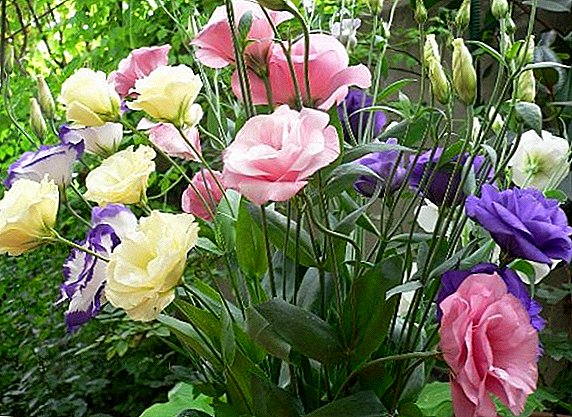 Eustoma, grow and care properly