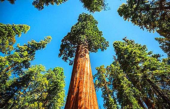 Eukaliptus: opis, fotografija, dostojanstvo stabla