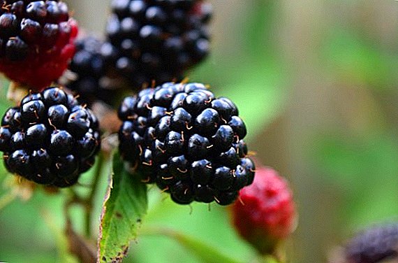 Blackberry Black Satin: advantages and disadvantages, fit and care