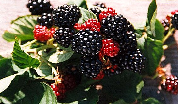 Blackberry Chester Thornless：品種、植栽および手入れの長所と短所