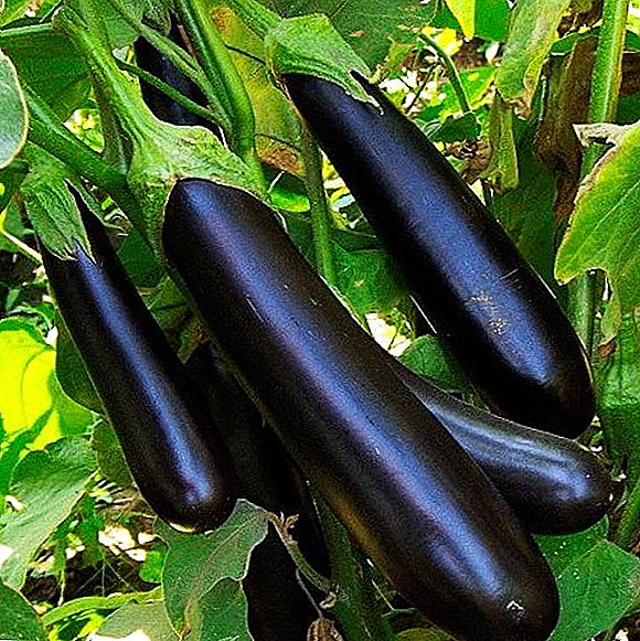Hoe Clorinda F1-aubergines groeien: tips voor het planten en verzorgen van een plant