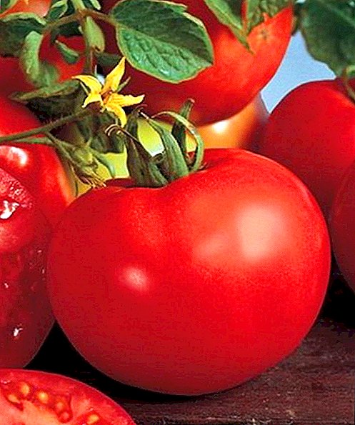 وصف الطماطم أفروديت F1 من مجموعة متنوعة في وقت مبكر جدا