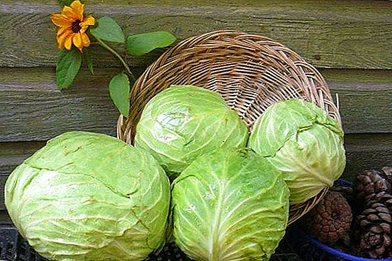 Megaton f1 cabbage: characteristic when sowing on seedlings, planting scheme and care