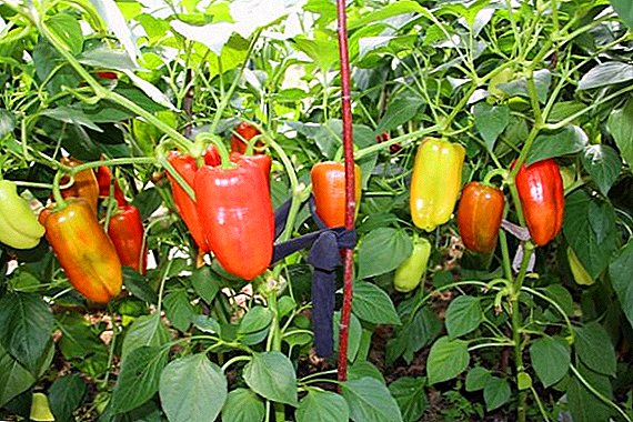 Tips for planting and caring for Gypsy F1 sweet pepper