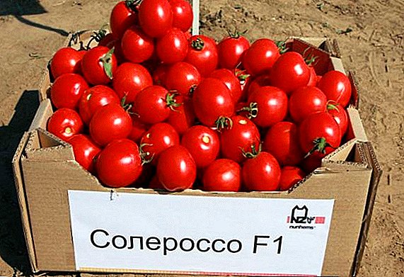 Determinante híbrido de tomates Solersoso F1.