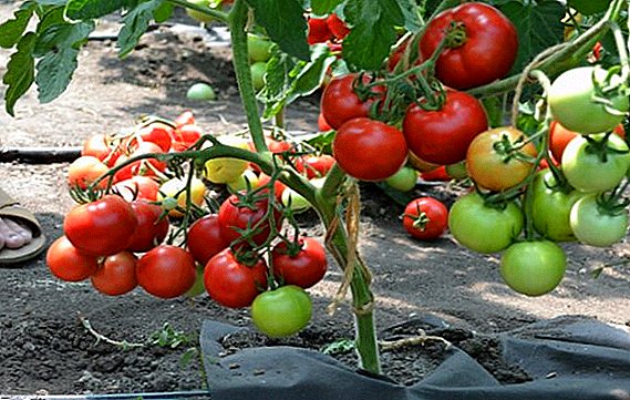 Pink Bokome F1 Tomate - eine frühe reife Tomate von Himbeerfarbe