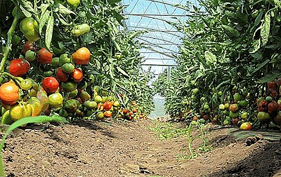 Upretensiös urval nyhet: tomater variation Torbay F1