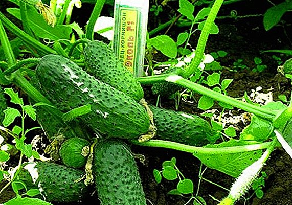 Cucumber "Ecole F1": characteristics and cultivation agrotechnology