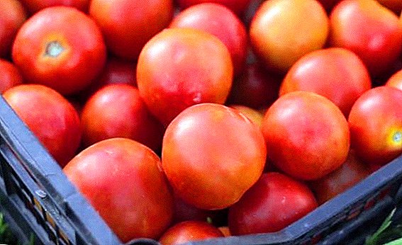 Tomaten-Tolstoi f1: Charakteristik und Beschreibung der Sorte
