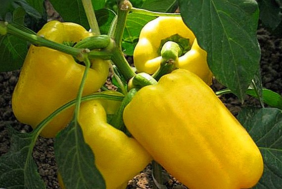 Description and features of the cultivation of pepper varieties "Gemini F1"